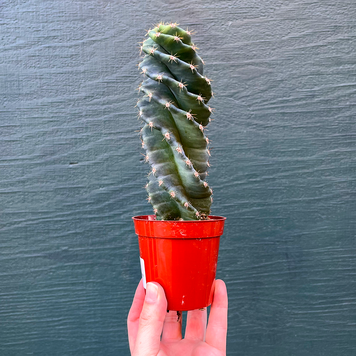 GREEN Cereus-Forbesii Spiralis (Spiral Cactus) 4 inch