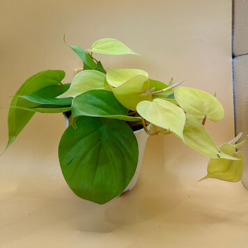 GREEN Philodendron-Cordatum Lemon Lime, 4"
