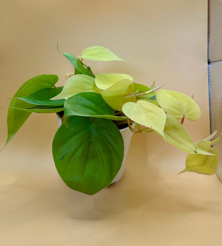GREEN Philodendron-Cordatum Lemon Lime, 4"