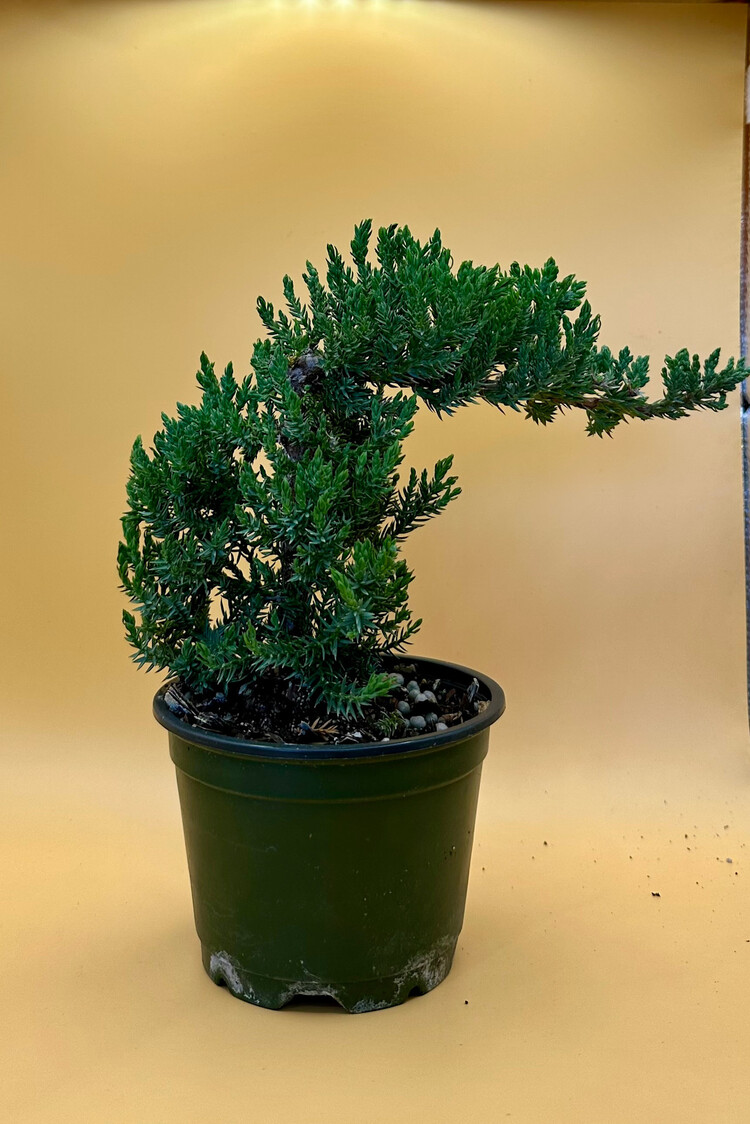 GREEN Bonsai-Procumbens Nana, 4”