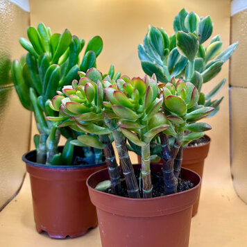 GREEN Jade - Assorted-4 inch