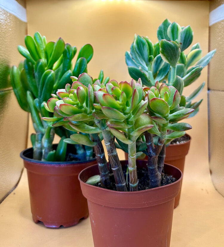 GREEN Jade - Assorted-4 inch