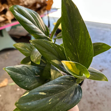 GREEN Monstera-Standleyana Variegated (Philodendron Cobra) 6 inch