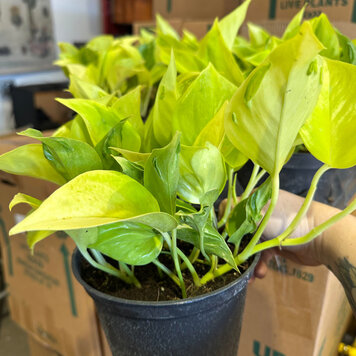 GREEN Pothos Epipremnum- Champs Elysees 6 inch