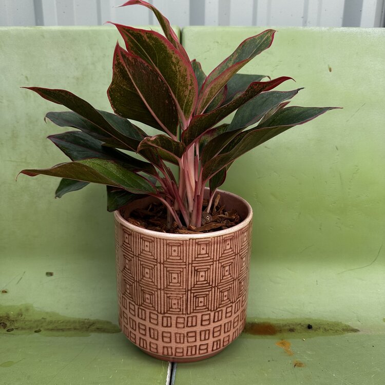 GREEN Plant Gram - Thinking of You (Agaonema Siam in Pink Pot)