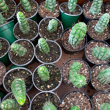 GREEN Cactus- Eulychnia Castanea Spiralis (Unicorn Cactus) 4 inch