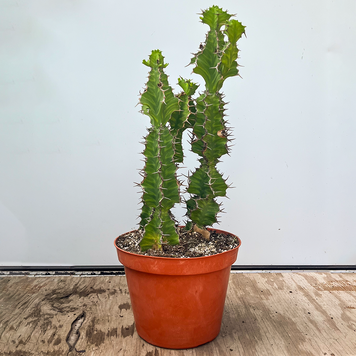 GREEN Cactus - Euphorbia-Zig Zag  Grandialata 10 inch