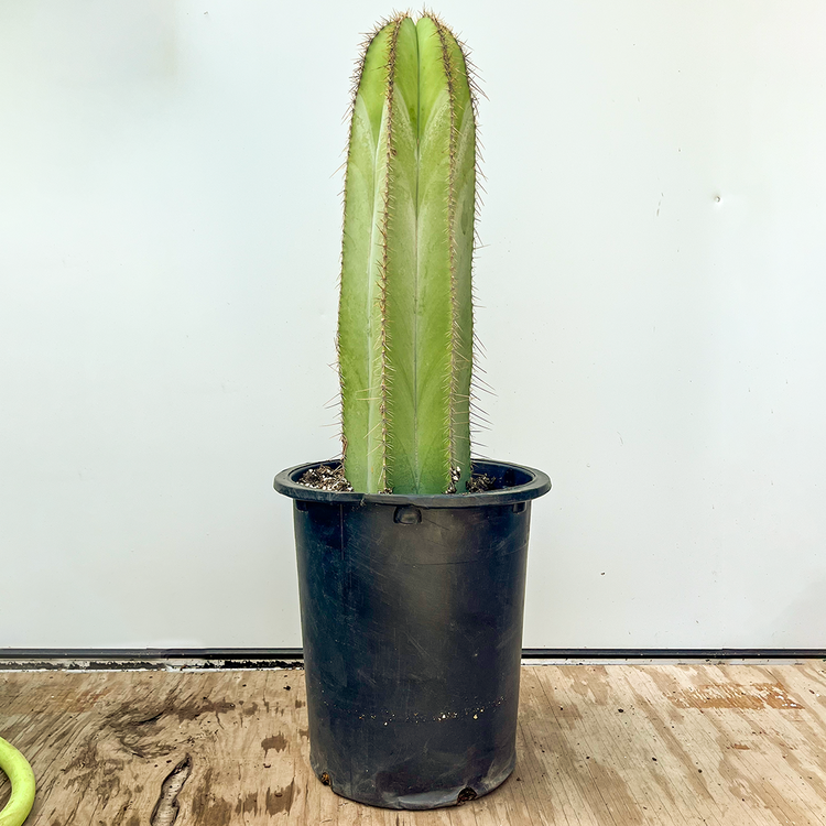 GREEN Cactus Lophocereus Shottii- 5 gal