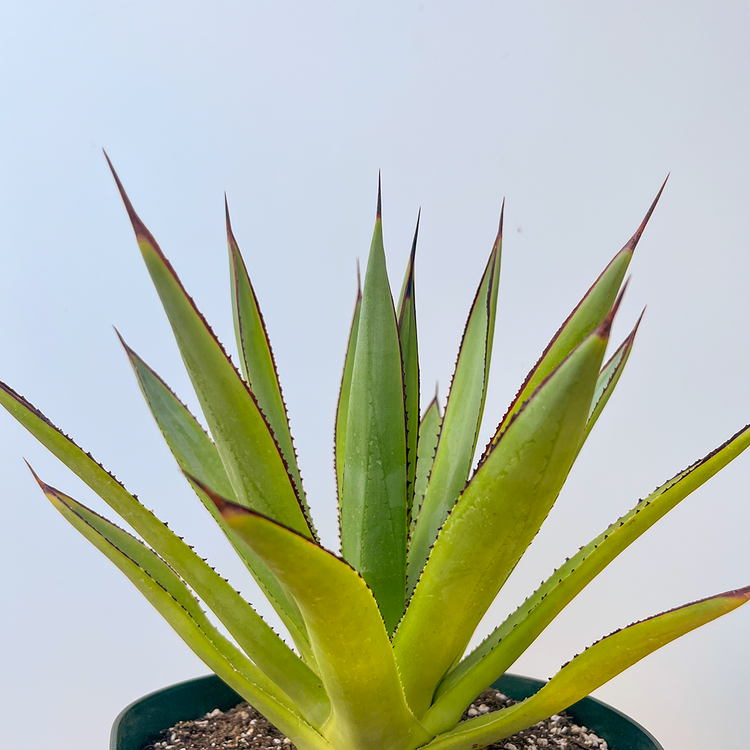 GREEN Agave- Blue Glow 8 inch