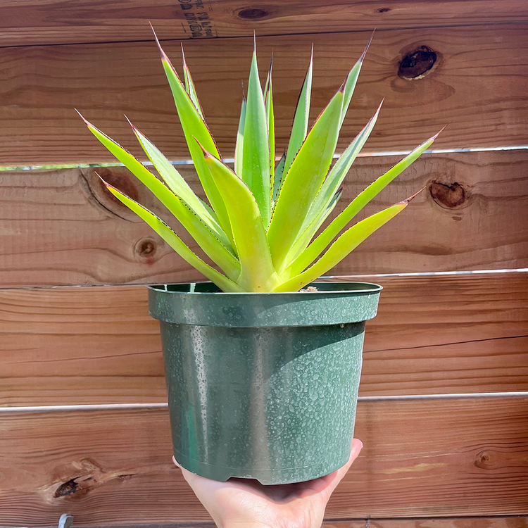 GREEN Agave- Blue Glow 8 inch