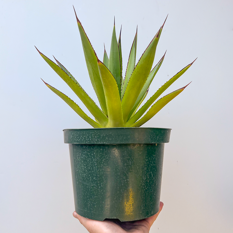GREEN Agave- Blue Glow 8 inch