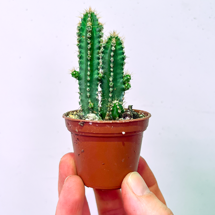 GREEN Cactus - Fairy Castle-2 inch