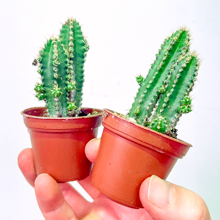 GREEN Cactus - Fairy Castle-2 inch