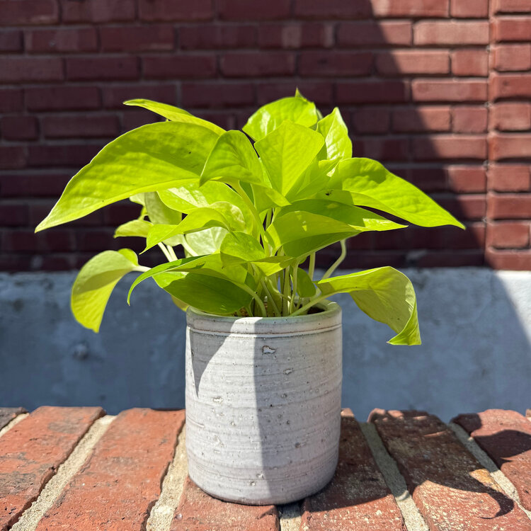 GREEN Plant Gram - You're the Bee's Knees (Neon Pothos in White)