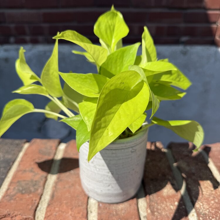 GREEN Plant Gram - You're the Bee's Knees (Neon Pothos in White)