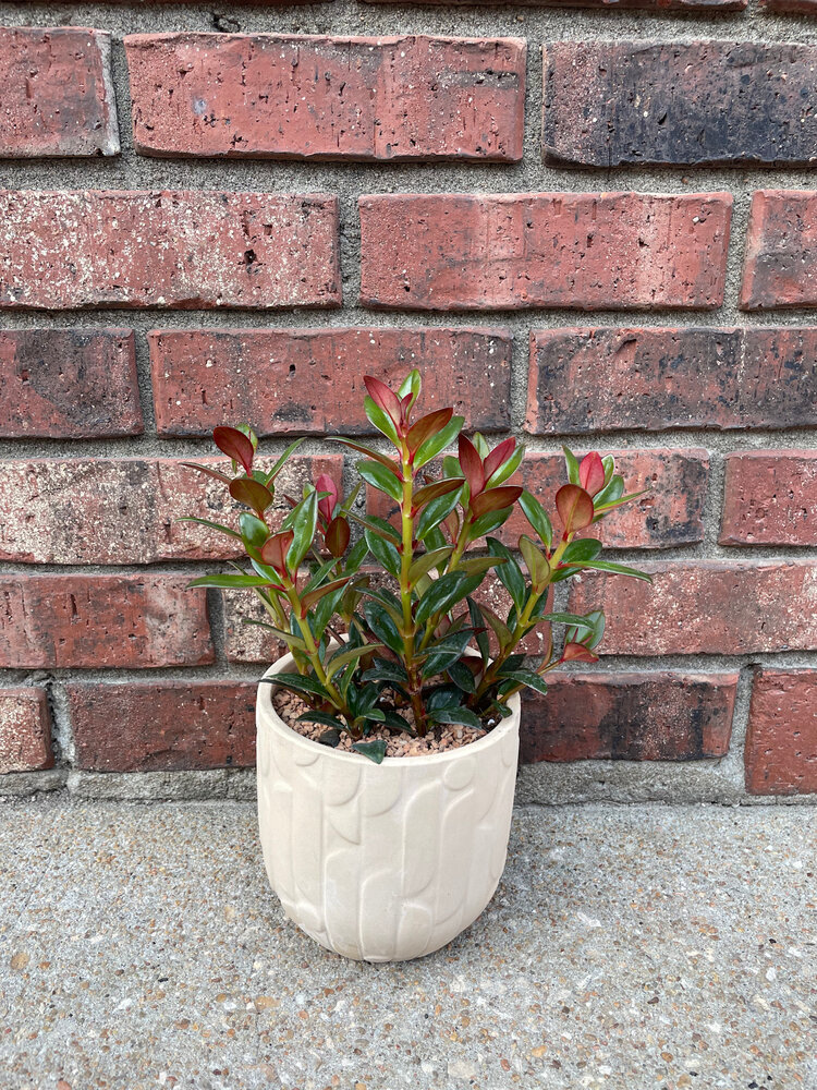 GREEN Plant Gram- Sweater Weather (goldfish in cream pot)