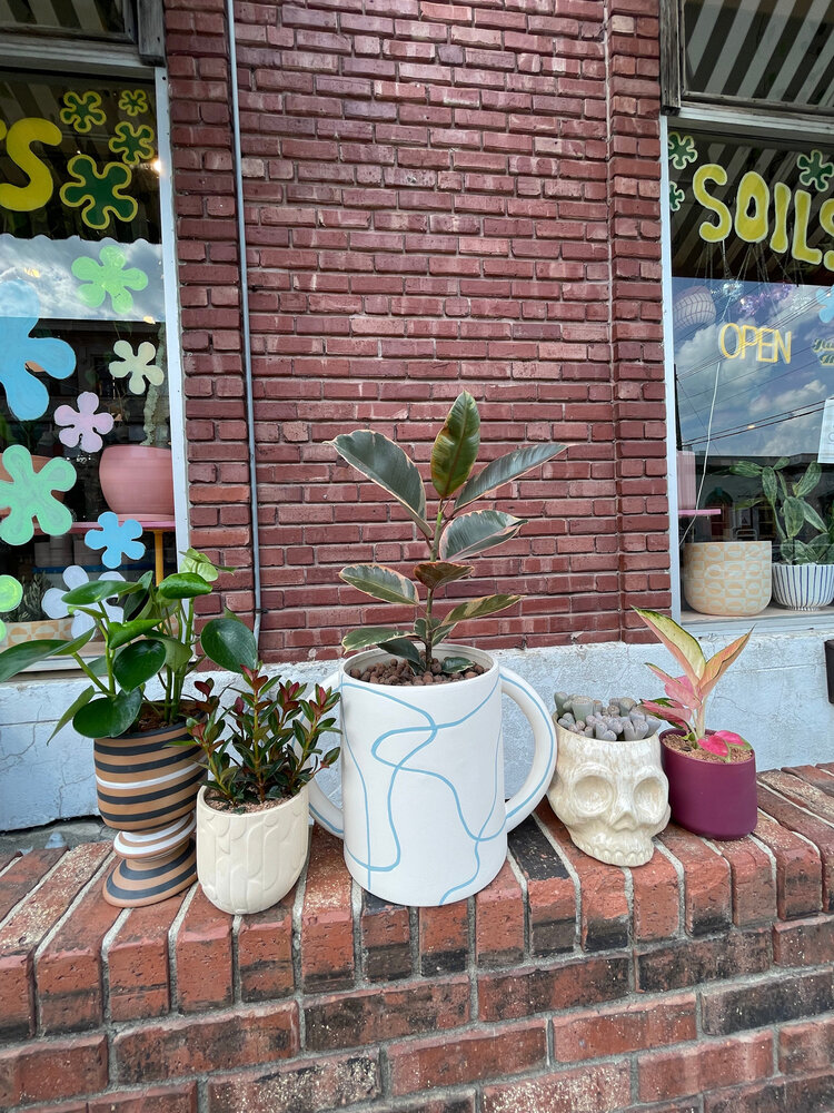 GREEN Plant Gram- Sweater Weather (goldfish in cream pot)