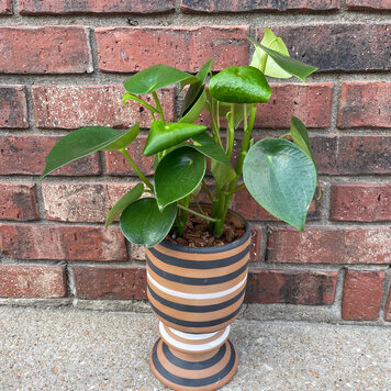 GREEN Plant Gram- Hoot is Ready for Fall?