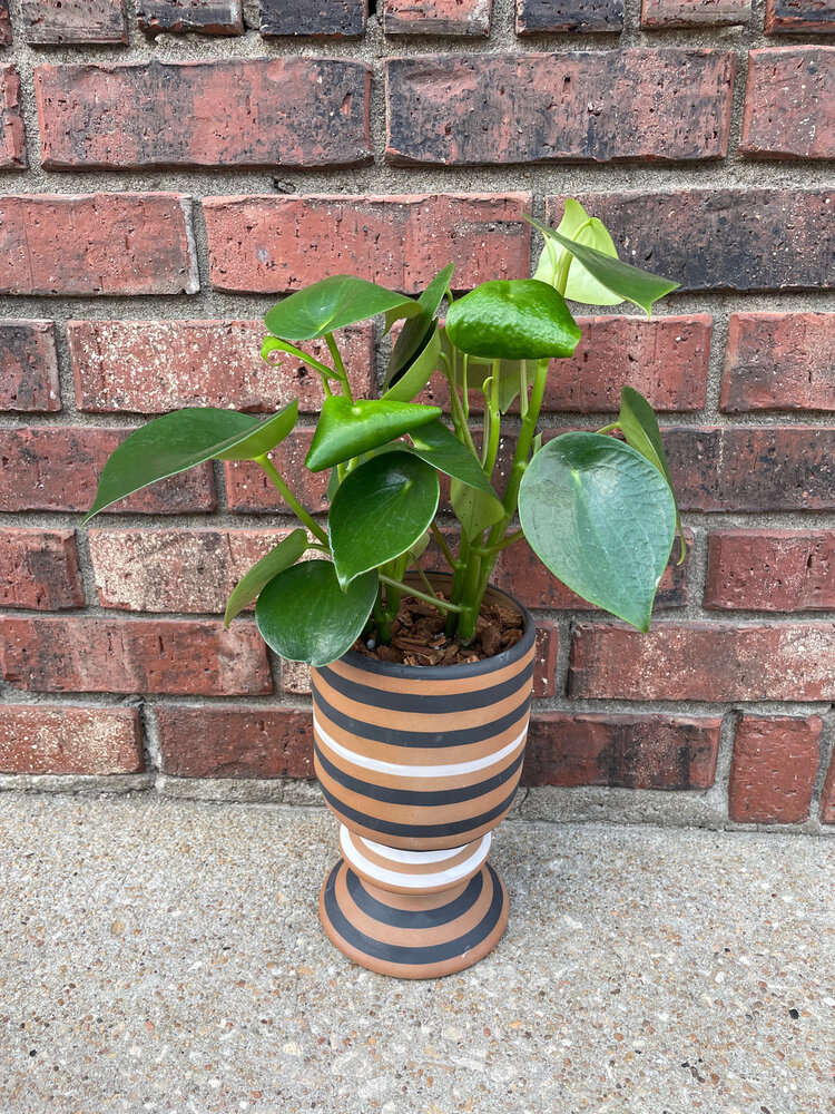 GREEN Plant Gram- Hoot is Ready for Fall? (Owl eye in footed pot)