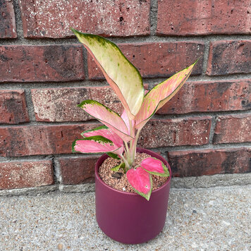 GREEN Plant Gram- So Scarlet, it was Maroon