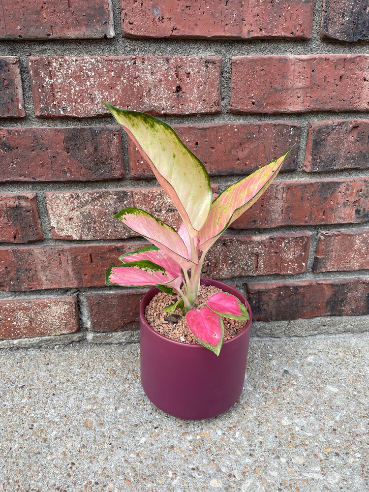 GREEN Plant Gram- So Scarlet, it was Maroon (Aglaonema in kendall)