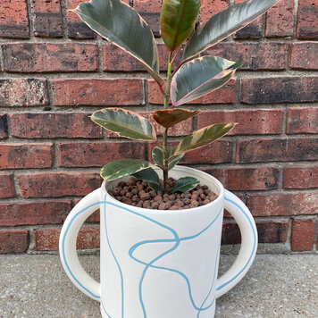 YELLOW Plant Gram- The Ruby Moon