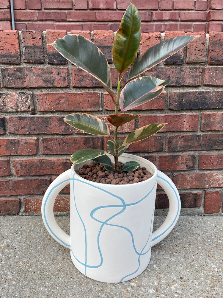 YELLOW Plant Gram- The Ruby Moon (Ruby ficus in handled pot)