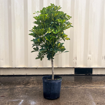 GREEN Arboricola Schefflera- Gold Capella Standard 10 inch