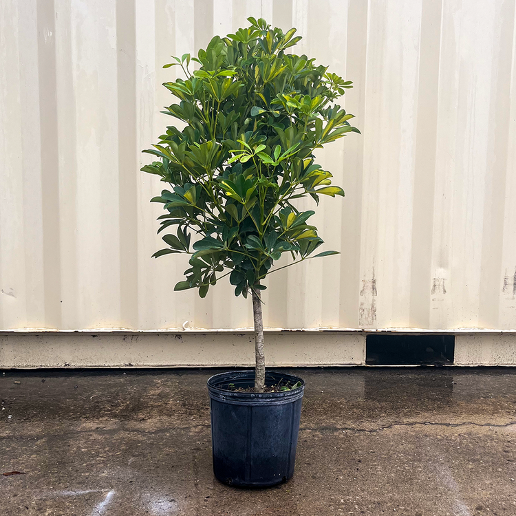 GREEN Arboricola Schefflera- Gold Capella Standard 10 inch