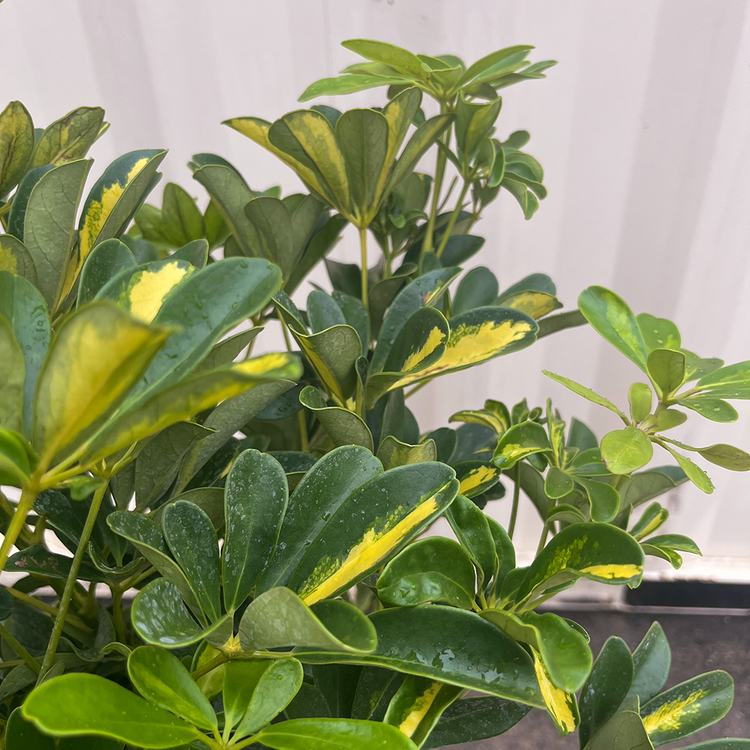 GREEN Arboricola Schefflera- Gold Capella Standard 10 inch