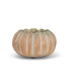 Sm Low Pumpkin Planter - 5.5 in