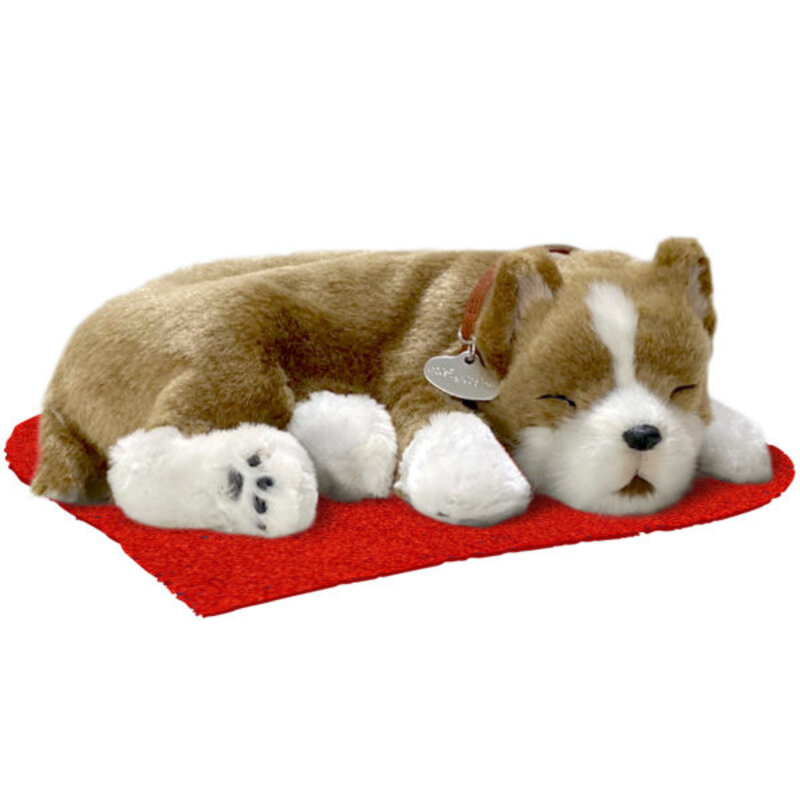 Alaskan Husky Perfect Petzzz - Lots of plush dogs and more here toys – Toy  Island Online