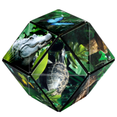 FUN IN MOTION Shashibo Jungle