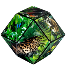 FUN IN MOTION Shashibo Jungle