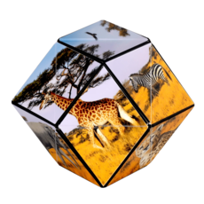 FUN IN MOTION Shashibo Savannah