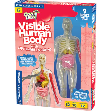 Visible Human Body