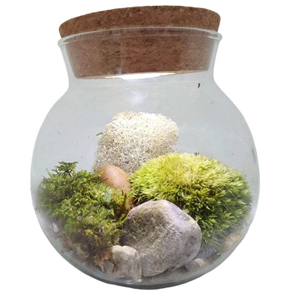 SILVER CIRCLE PRODUCTS Moss Bowl - Grow Your Own Oasis