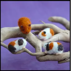 WOOLPETS Guinea Pigs - Easy