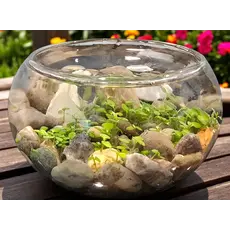 SILVER CIRCLE PRODUCTS Mini WaterPlants