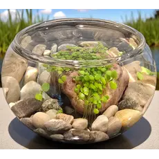 SILVER CIRCLE PRODUCTS Mini WaterPlants