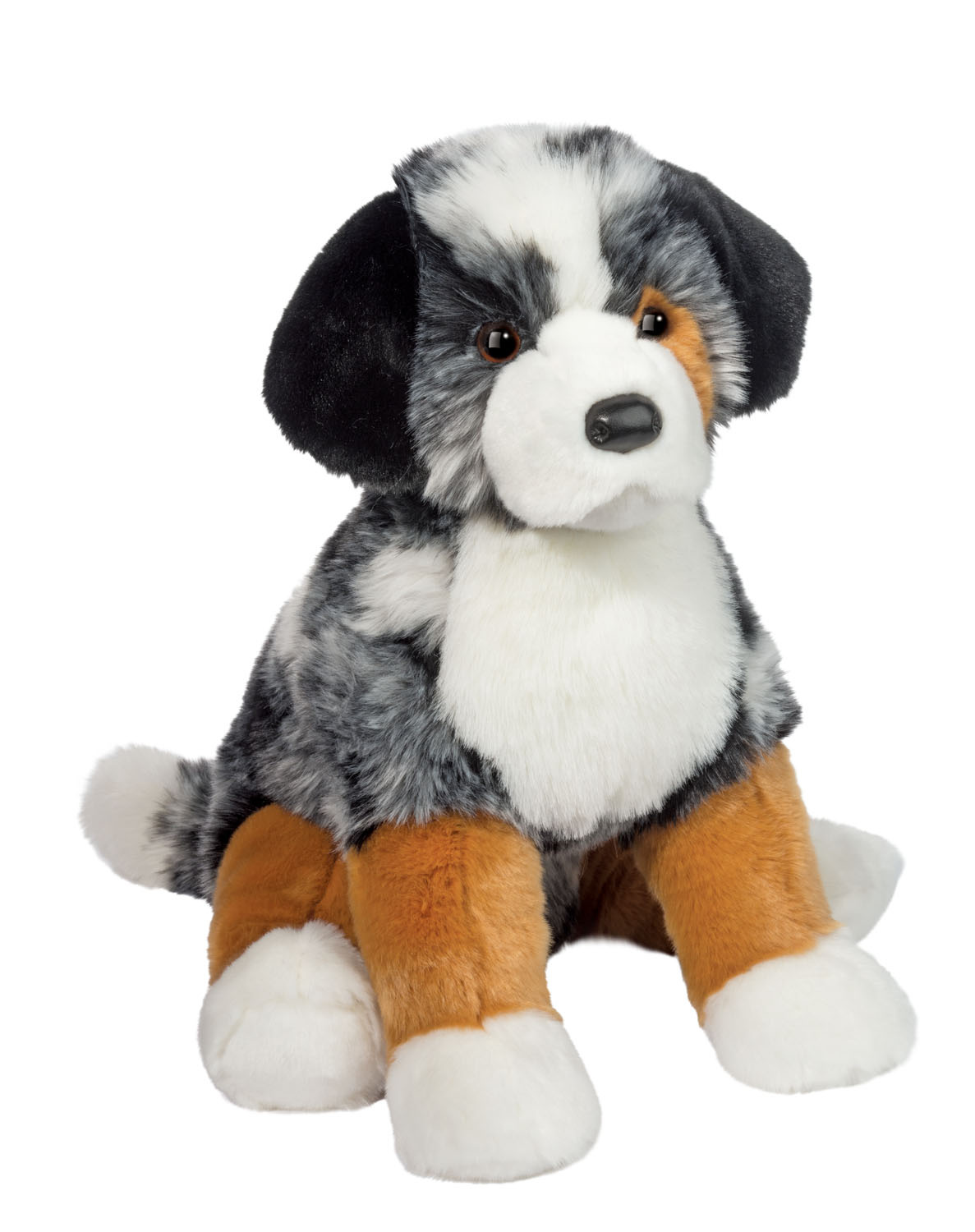 Aspen Australian Shepherd