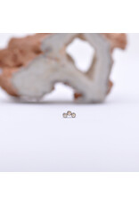 Neometal Titanium Threadless Petite 3 Gem Curved Cluster Champagne