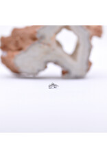 Neometal Titanium Threadless Petite 3 Gem Curved Cluster Champagne