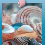 Harbour Publishing Field Guide Seashells of the PNW