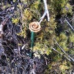 Elizabeth George Cedar Rose Medium