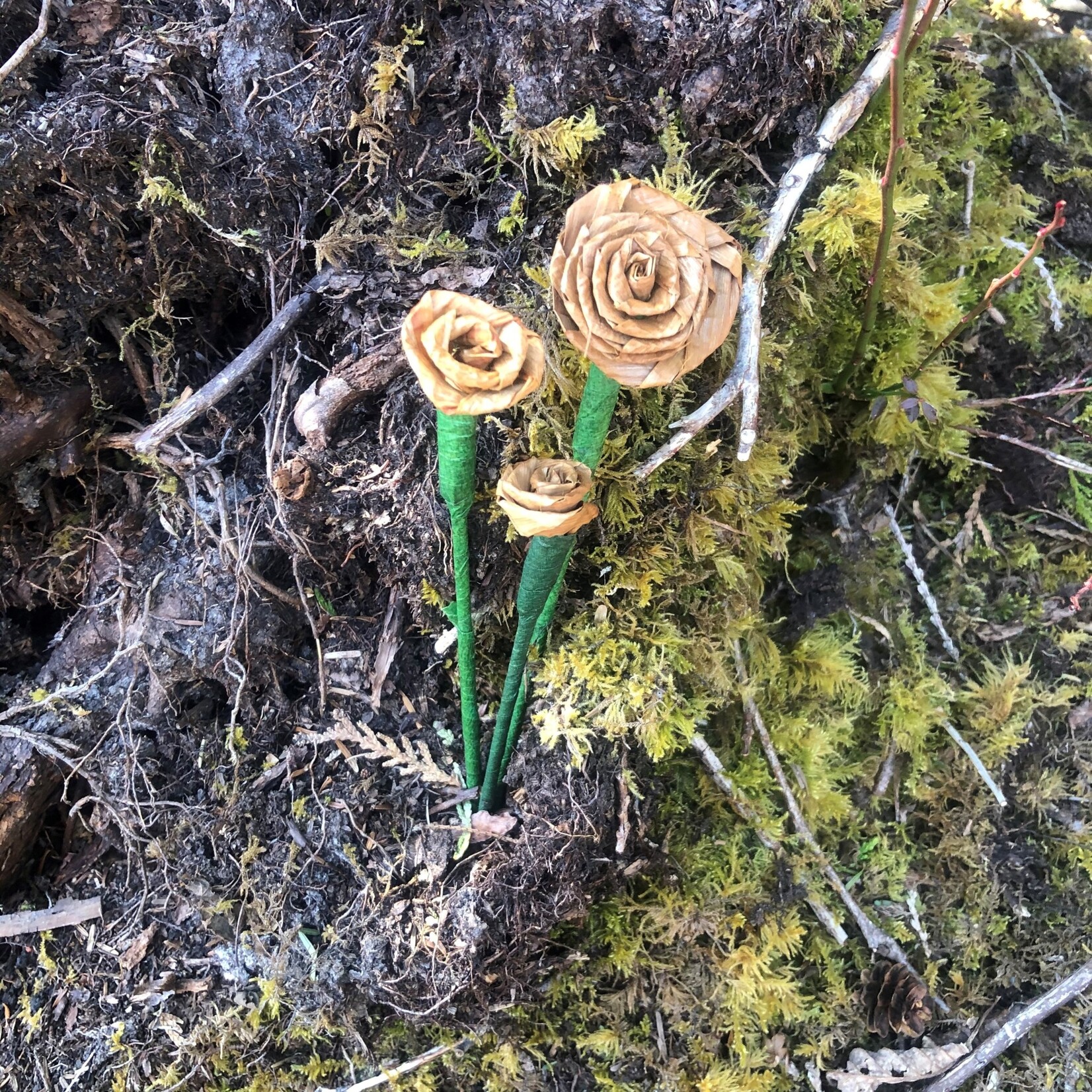 Elizabeth George Cedar Roses Medium