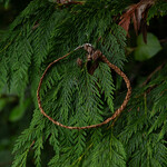 Elizabeth George necklace woven cedar
