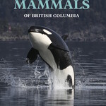 Ampersand Marine Mammals of BC