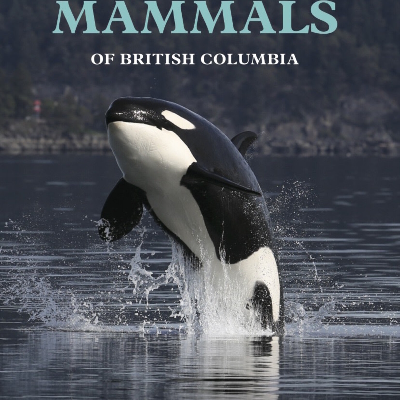 Ampersand Marine Mammals of BC