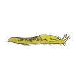 Wild Life Magnet Large Slug Wild Life